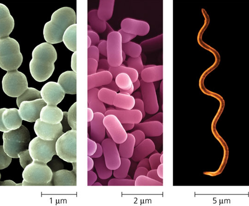 Bacteria types and Sizes