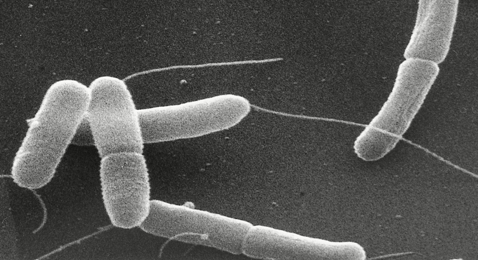 Enterotoxigenic bacteria undergoing Binary Fission
