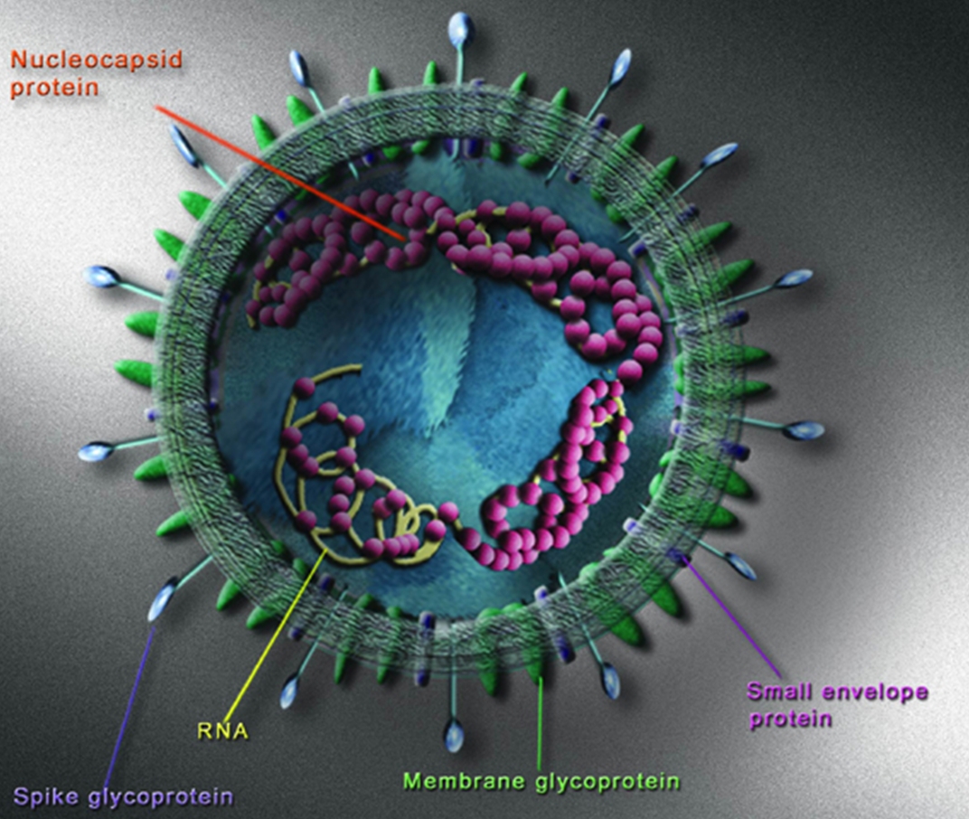 SARS Virus; SARS-Associated Coronavirus; SARS-CoV; Severe Acute Respiratory Syndrome Virus1072 x 906