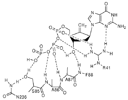 Entecavir structure and hydrogen bonding